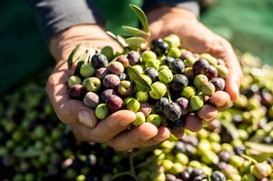 Zdrowotne właściwości oliwek. Zbawienie dla stawów i serca