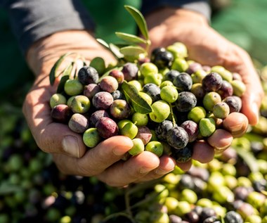 Zdrowotne właściwości oliwek. Zbawienie dla stawów i serca