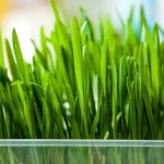 Zdrowszy od wielkanocnej rzeżuchy. Oczyszcza organizm, pomaga na koncentrację, na skórę działa jak balsam