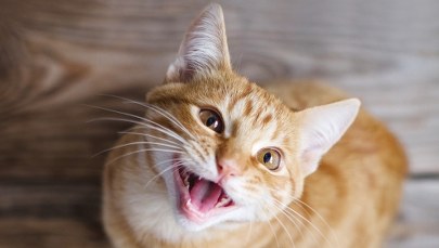 Zdumiewające, co jedzą koty. A raczej: jakich zwierząt nie zjadają