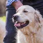 "Zdumiewające odkrycie". Geny tej rasy psów działają podobnie jak u ludzi