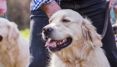 "Zdumiewające odkrycie". Geny tej rasy psów działają podobnie jak u ludzi