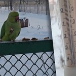 Zdumiewające zdjęcia ze Śląska. Papuga na śniegu. Jest naprawdę groźna