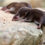 Zdumiewająco przystosowały się do zimy. Zmniejszają decydujący organ