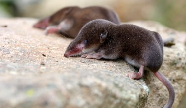 Zdumiewająco przystosowały się do zimy. Zmniejszają decydujący organ