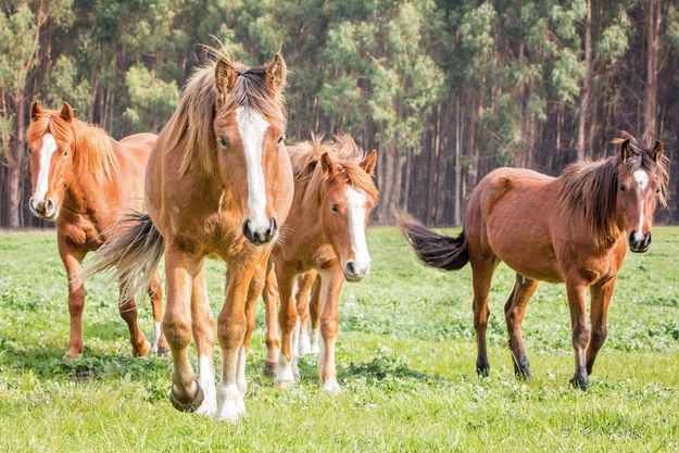 Zdziczałe australijskie konie ("brumby") będą odstrzelane /Shutterstock