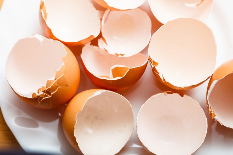 Ze skorupek jajek można zrobić tani i wartościowy suplement wapnia /123RF/PICSEL