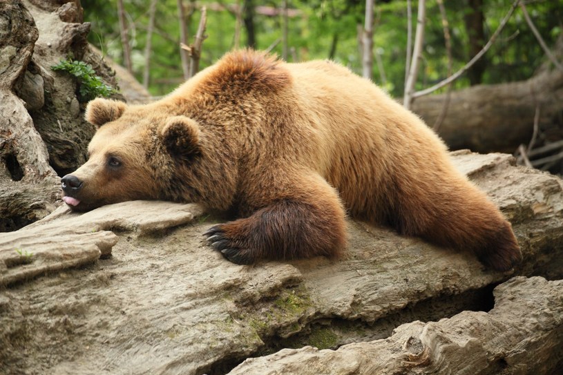 Ze snem zimowym najbardziej kojarzy nam się niedźwiedź. Ale to tylko jedno z wielu zwierząt, które hibernują /123RF/PICSEL
