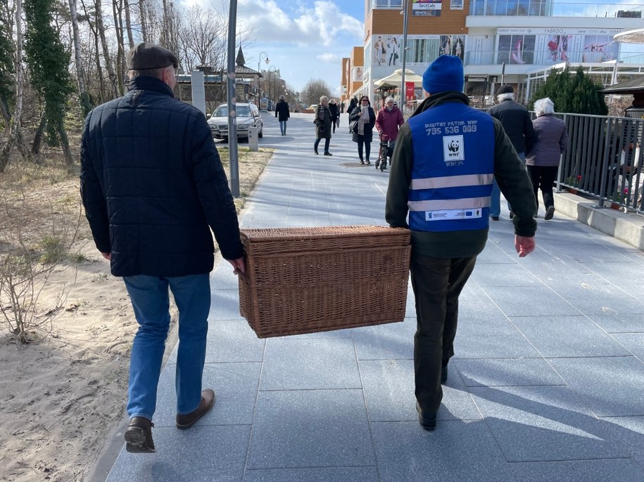 Ze względu na jej wiek, warunki pogodowe na plaży oraz ranę musiała trafić do fokarium na Helu. /Urząd Miasta w Świnoujściu /