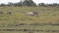 Zebra albinos. Zobacz