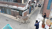 Zebra na ulicach Seulu. Zwierzę uciekło z zoo
