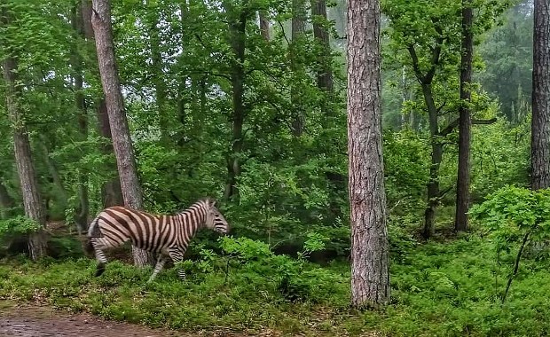 Zebra w lesie na Mierzei Wiślanej. "Ociepla nam się klimat"