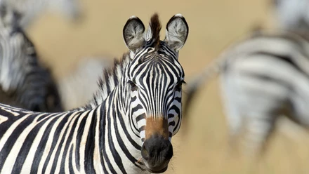 Zebra 