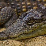 Zęby aligatorów kluczem do regeneracji naszego uzębienia?