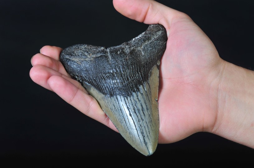 Zęby megalodona mogą być większe niż ludzka dłoń /123RF/PICSEL