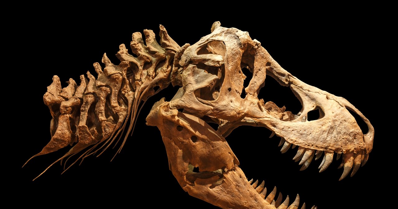 Zęby teropodów nie wykazały zużycia ich zewnętrznej części /123RF/PICSEL