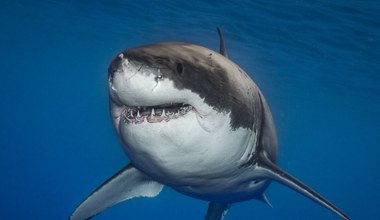 Zęby wszystkich rekinów są zagrożone. Przyczyna jest zaskakująca 