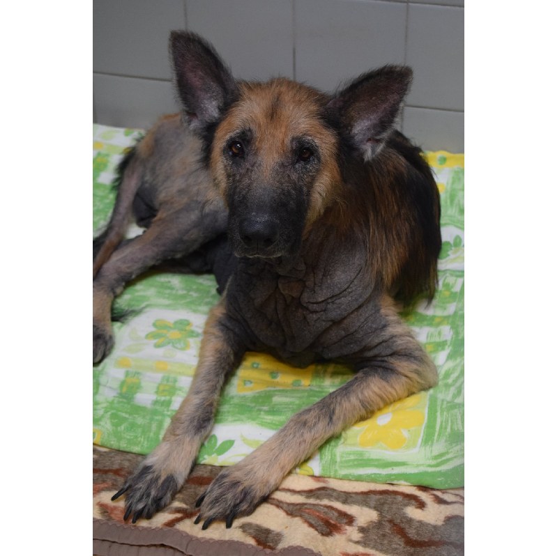 Zefir to ok. 8-letni pies - owczarek niemiecki. Do schroniska trafił praktycznie łysy /TOZ Schronisko dla Bezdomnych Zwierząt we Wrocławiu /Internet