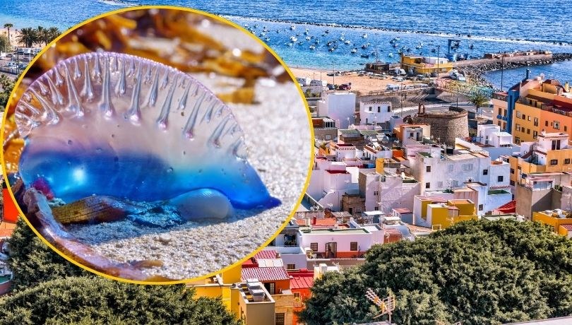 Żeglarz portugalski na Teneryfie: na północy wyspy zamknięto plaże /Shutterstock