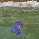 Żeglarz portugalski wygląda jak galareta. Na plaży omijaj go z daleka