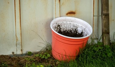 Żegnamy plastikowe doniczki. Unijny zakaz to absurd?