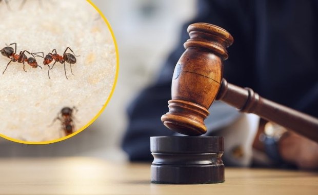 ​Zemsta emerytki na sąsiedzie. Sięgnęła po środek na mrówki
