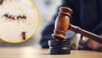 ​Zemsta emerytki na sąsiedzie. Sięgnęła po środek na mrówki