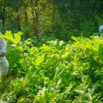 barszcz Sosnowskiego Toksyczna roślina.