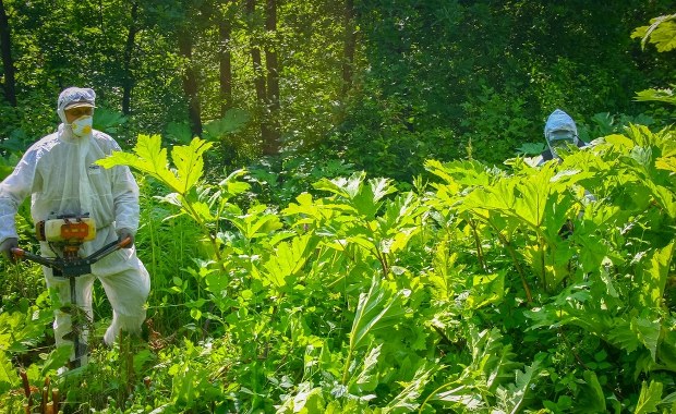 "Zemsta Stalina" atakuje polskie lasy. Leśnicy w walce z groźną rośliną