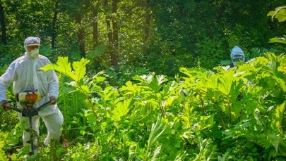"Zemsta Stalina" atakuje polskie lasy. Leśnicy w walce z groźną rośliną