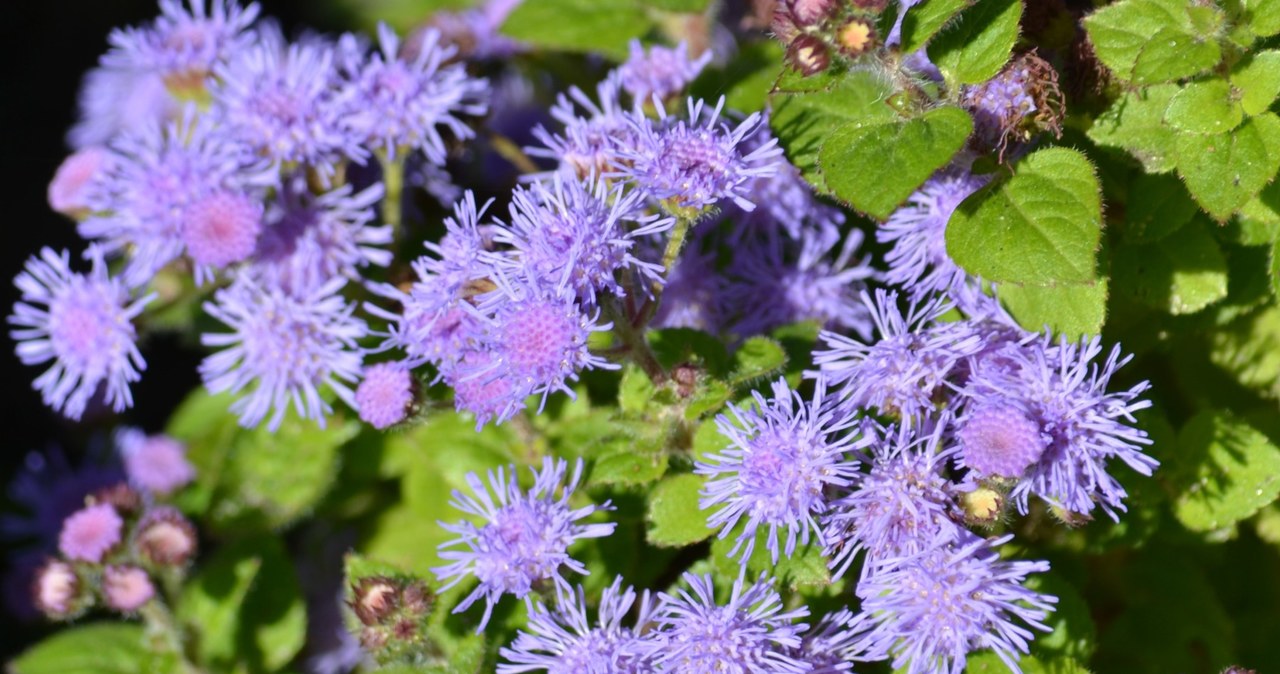 Żeniszek słynie ze swoich barwnych kwiatów, które przybierają kolor niebieski, purpurowy, fioletowy bądź biały. /Wikimedia Commons /domena publiczna