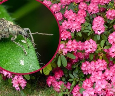 Żerują nocą i ciężko się ich pozbyć. Jak zwalczyć groźne opuchlaki na rododendronie?