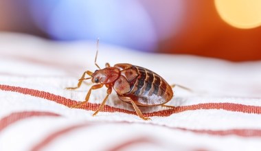 Żerują w nocy, gryzą i wchodzą do walizek. Tak poznasz, że masz je w pokoju