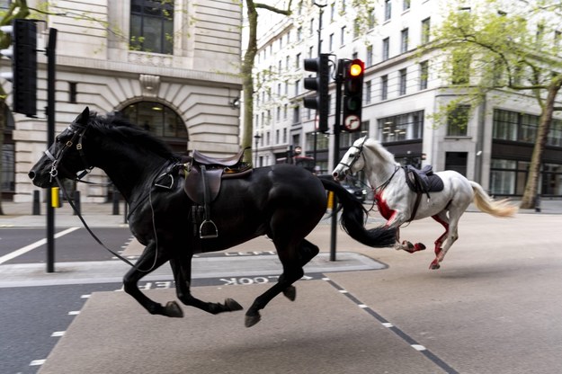 Zerwane konie w Londynie /Jordan Pettitt /PAP/PA