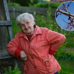 przepowiednia Zerwij gałązkę z tego drzewa. Kłopoty w związku będą wspomnieniem