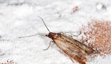 Zerwij w ogrodzie i rozłóż po domu. Mole wyniosą się w mgnieniu oka 