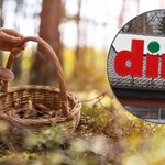 Zestaw dla grzybiarza w Dino. Idealny na jesienne wyprawy do lasu