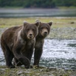 Zezwolili na odstrzał niedźwiedzi z nieba. Chcą ratować inne zwierzęta