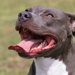 Zginęła, próbując rozdzielić swoje psy. Tragedia podczas rodzinnej kolacji