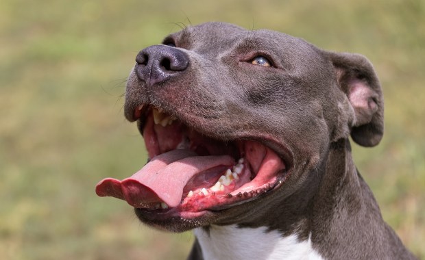 Zginęła, próbując rozdzielić swoje psy. Tragedia podczas rodzinnej kolacji