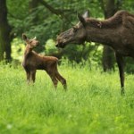 Zginęła samica łosia. Trzy małe łosie walczą o życie pod opieką leśników