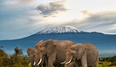 Zginęło 15 słoni w parku Amboseli. Niecodzienny powód zagłady