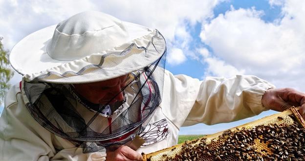 Zgnilec amerykański to barzdo poważna choroba pszczół /&copy;123RF/PICSEL