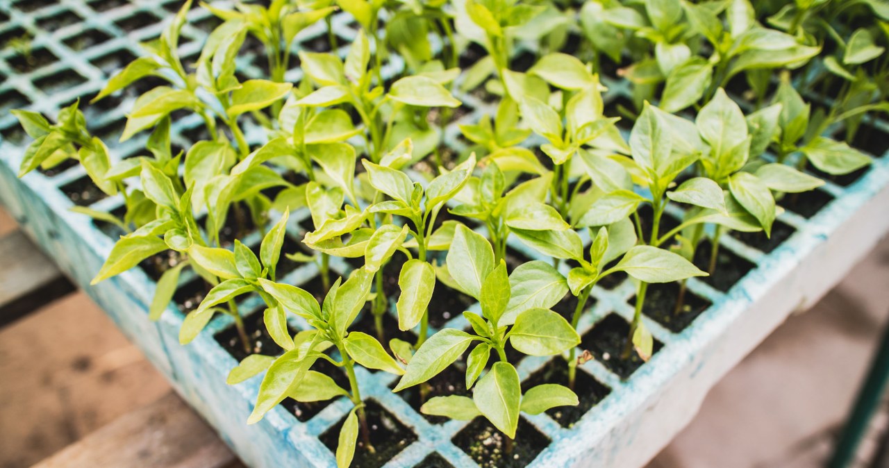 Zgodnie z obowiązującą ustawą o nasiennictwie, każdy, kto sprzedaje lub w inny sposób udostępnia nasiona, sadzonki czy bulwy, wchodzi w zakres tzw. obrotu materiałem siewnym. /123RF/PICSEL
