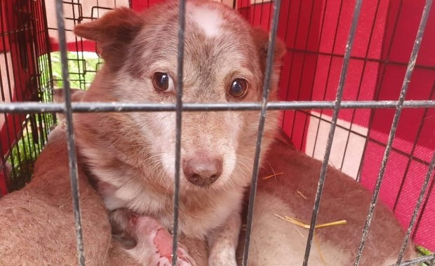 "Zgotowali psom piekło”. Małżeństwo prowadzące schronisko zatrzymane 