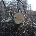 Zgrzyt na linii Kaczyński-Szyszko. Minister chce dalej wycinać drzewa