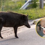 Zgubiłeś psa lub spotkałeś dzika? Możesz zgłosić to w specjalnej aplikacji