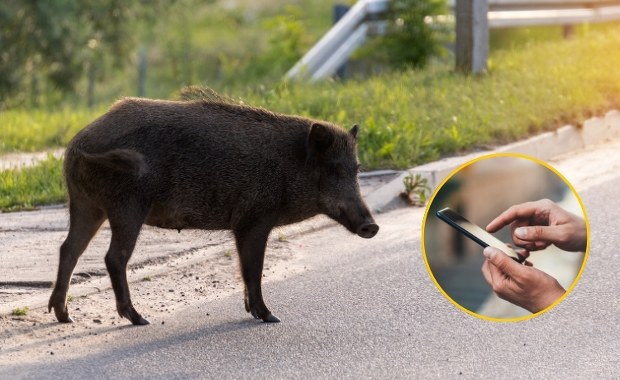Zgubiłeś psa lub spotkałeś dzika? Możesz zgłosić to w specjalnej aplikacji