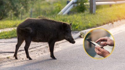 Zgubiłeś psa lub spotkałeś dzika? Możesz zgłosić to w specjalnej aplikacji