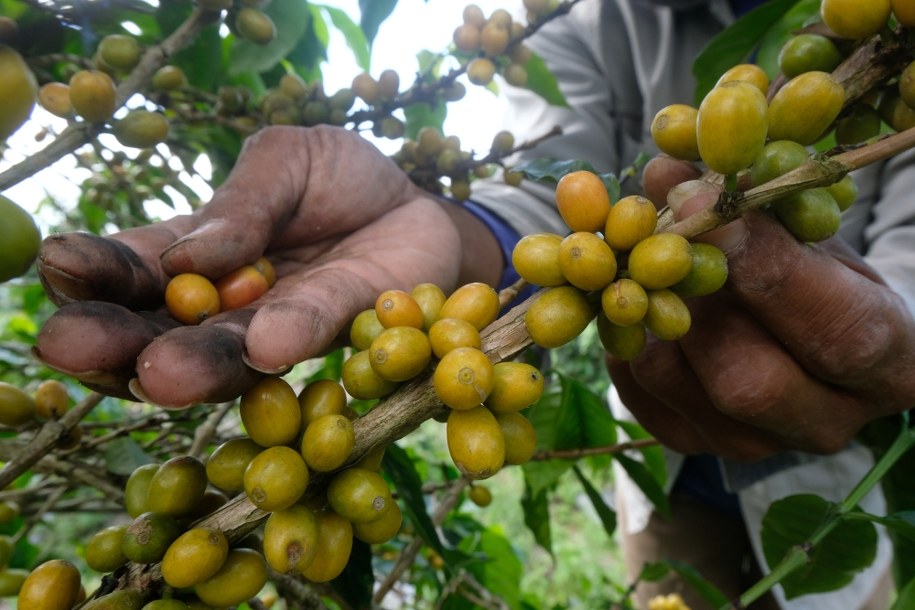 Ziarna kawy arabskiej przed zbiorem /Shutterstock